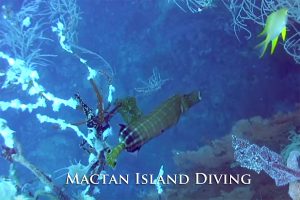 Mactan Dive Packages