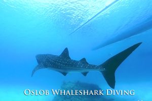 Oslob Whaleshark Diving