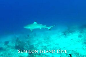 Sumilon Island Dive
