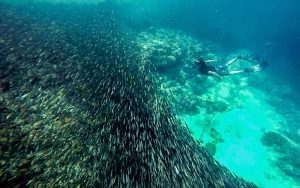 Moalboal Sardines Fishes