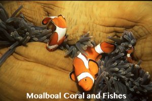Moalboal-corals-fishes