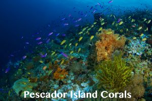Pescador Island Corals