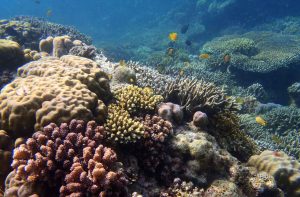 Moalboal Beautiful Corals