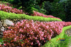 Terrazas De Flores Busay Flowers 2