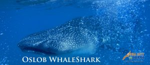 Cebu Whaleshark