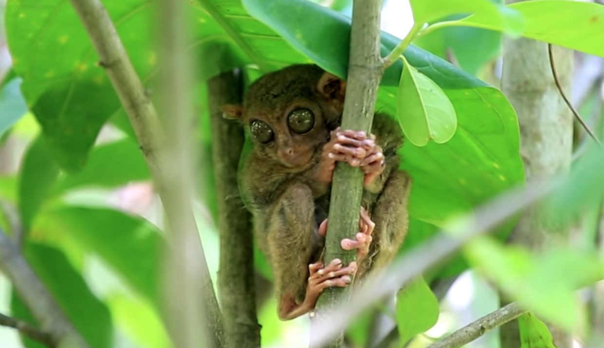 Bohol Tarsier Monkey