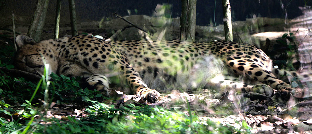Cheeta Cebu safari